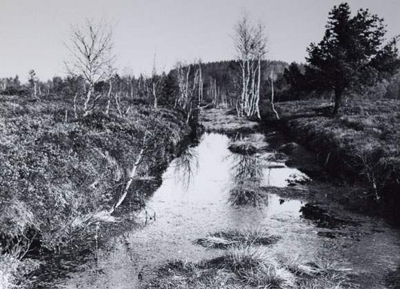 Konrad Sommer: Wagge Moos, Schwarzweißfoto, 1982