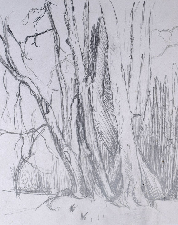 Konrad Sommer: Baumstudie, um 1950, Bleistift auf Papier, 25,0 x 20,0 cm